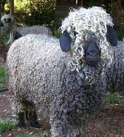 mohair