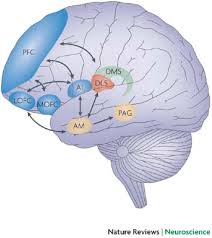 neurobiological