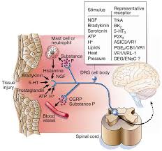 nociceptive