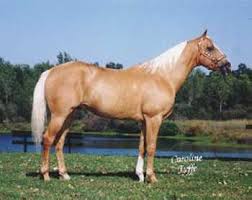 palomino