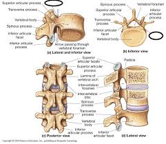 pedicle