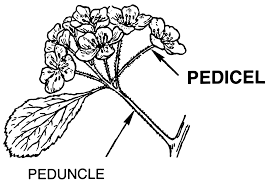 peduncle