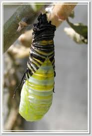 pupate