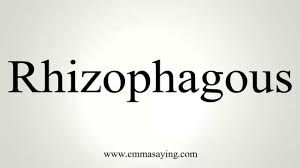 rhizophagous