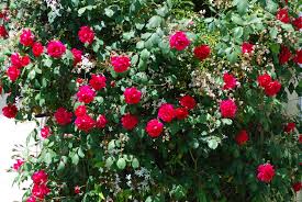 rosebush