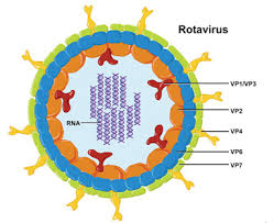 rotavirus