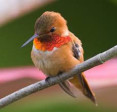 rufous