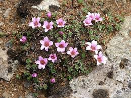 saxifrage