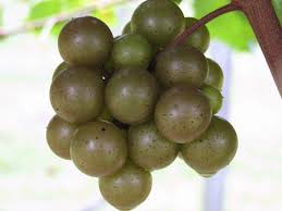 scuppernong