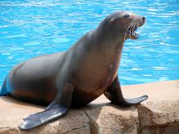 sea-lion