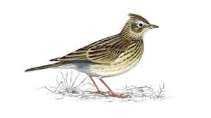 skylark