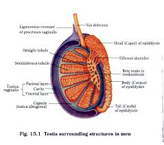 testis