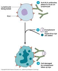 tissue-typing