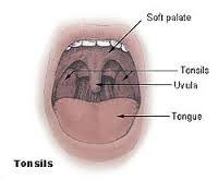 tonsil