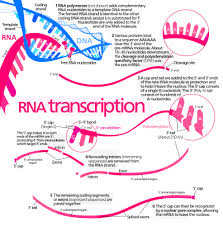 transcription