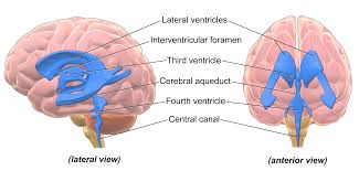 ventricular