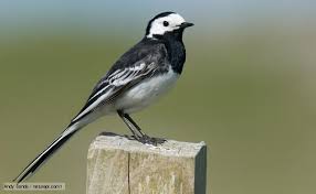 wagtail