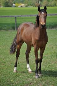 weanling