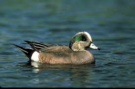 widgeon