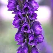 wolfsbane